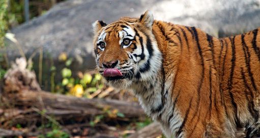 In India una donna ha lottato a mani nude contro una tigre per salvare il figlio