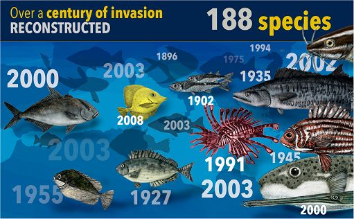 Mediterraneo, Cnr: negli ultimi 130 anni 200 nuove specie di pesci