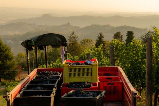 In Alta Langa vendemmia al via con la raccolta del Pinot Nero