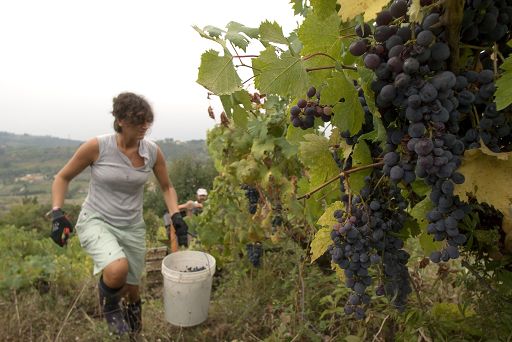 Vendemmia, Confagricoltura: variabile clima è sempre più decisiva