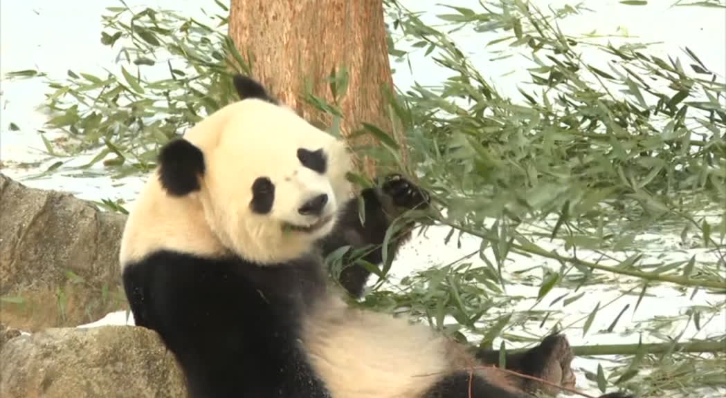 Il debutto dei panda giganti Bao Li e Qing Bao allo zoo di Washington